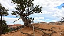 The amazing tenacity of juniper tree to thrive with exposed roots