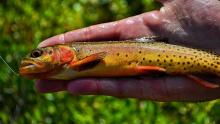 Golden Trout caught out of a stream