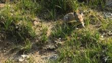 A pika munches on grass just over the Continental Divide at Cirque of the Towers