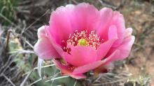 Some cactus blooms were pink