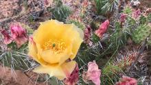 Other cactus blooms were yellow