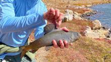 Arctic Grayling out of LeConte Lake in Naturalist Basin
